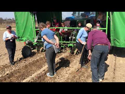 [2018r.] - zakładanie szkółki - Gospodarstwo Szkółkarskie Andrzej i Szymon Nowakowscy