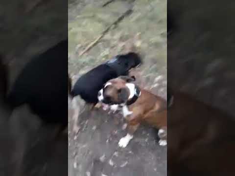 Holcus gen Tohr und Freundin 12 9 19 Film