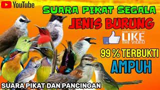 Download lagu SUARA PIKAT SEMUA JENIS BURUNG ||BURUNG BESAR DAN KECIL mp3 Download lagu SUARA PIKAT SEMUA JENIS BURUNG ||BURUNG BESAR DAN KECIL mp3