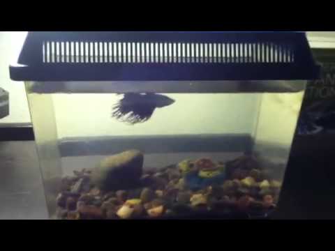 Betta fish tank
