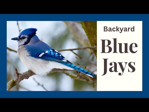 Blue Jays Explained: Habitat, Behavior, and What To Feed Them