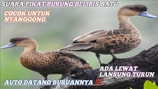 Download lagu 🔴 SUARA PIKAT BURUNG BELIBIS BATU‼️ COCOK UNTUK NYANGGONG #suarapikat #belibisbatu #fypシ゚ #viral mp3