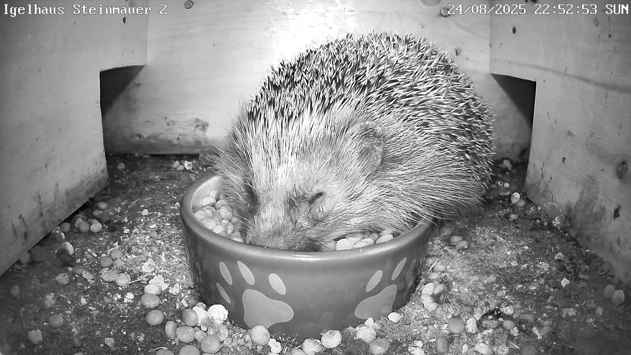 Fressen am Limit - Igel am Rande des Fresskomas | 25.08.2025