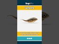 tadpole - a baby frog with a big head... video thumbnail