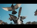 Pigeon flying sounds | cinematic sound | pigeon crowd |