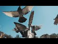 Pigeon Flying Sounds Cinematic Sound Pigeon Crowd