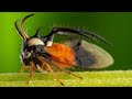 The Insects Who Vibrate To Communicate | Planet Earth III