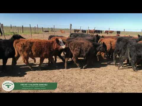 CASCA_72 TERNEROS (36m +36h) de 150 kg en CARLOS TEJEDOR, BUENOS AIRES