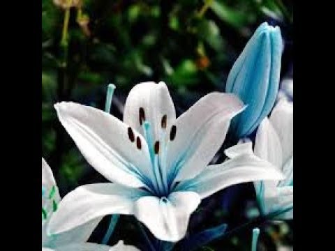 , title : 'زهرة الزنبق   Fleur de Lys تعرف على الخصائص و أنواع هذه الزهرة الرائعععععععة'