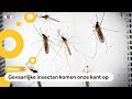 Groot onderzoek naar muggen die ziektes verspreiden
