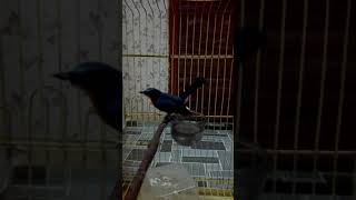 Download lagu Murai buluh padu BJM mp3 Download lagu Murai buluh padu BJM mp3