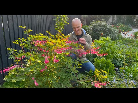 How to Grow & Care For Bleeding Heart | Perennial Garden