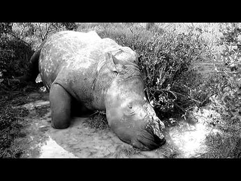 Rino Johansen - By The Bed - Misc Originals