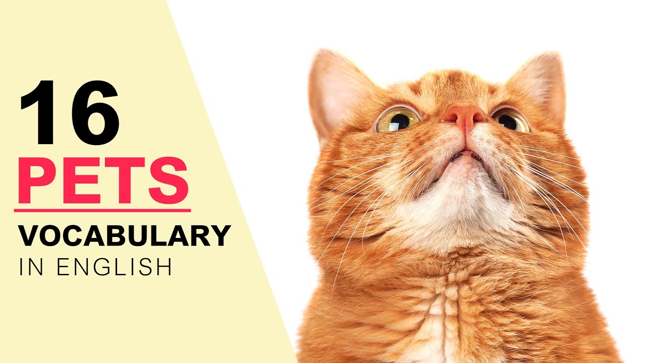 English Vocabulary with Pictures - 16 Pets Vocabulary