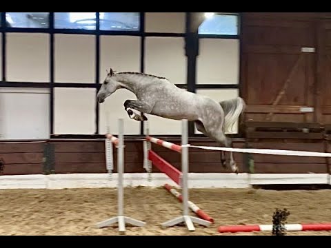 Jakaranda 4j. v. James Blue (Zirocco Blue) - Cezaro  VB 15.000,- Euro