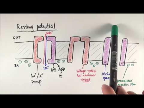 A2 Biology - Resting potential and action potential (OCR A Chapter 13.4)
