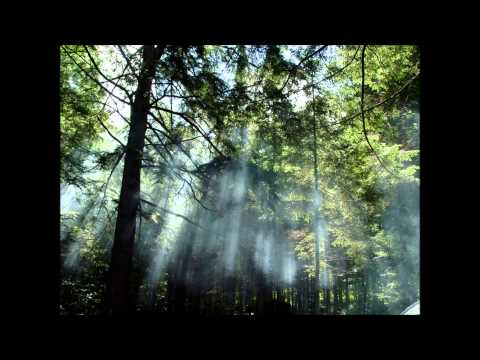 Giti Bond - Seres vivos da floresta