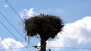 Звиница – изборът на стотици щъркели за гнездене и ново потомство