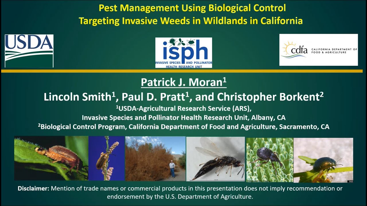 Presentation - Pest Management using biological control targeting invasive weeds (SFE IPM 12.07.23)