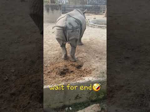 Rhino poop🤣😲