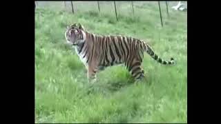 preview picture of video 'Tiger Stalks Snake ??'