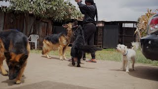 GERMAN SHEPHERD,ROTTWEILER,DOBERMAN ETC PASSIONATE DOG BREEDER @DOG MASTER KENNEL NAIROBI