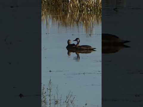 Humedales de arroyo la Curtiembre y Río Uruguay creciendo #paysandu #uruguay