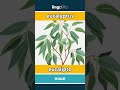 eucalyptus - eucalipto video thumbnail
