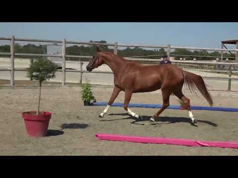 IMPERATRICE DE CIRCEE