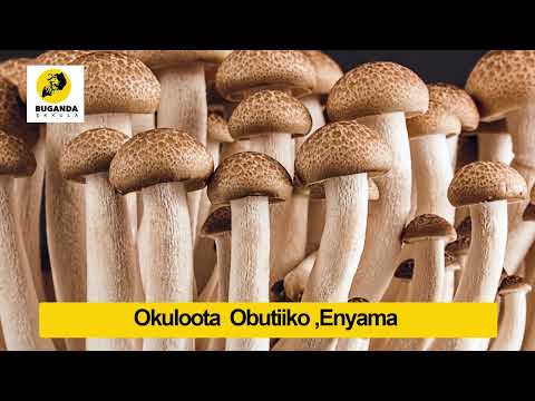 Okuloota obutiiko, enyama - Ebirooto Namakulu Gaabyo - Buganda Ekkula