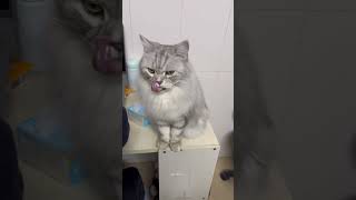 Download lagu #cat #adorably #cuteanimal #catcute #cute #cutecat #funny #cutepet #kitten mp3