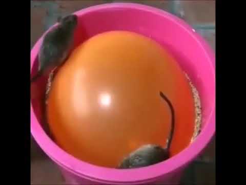 ЛЮТЫЙ ПРИКОЛ - ловушка для крыс:) 😎 Ржака Угар Приколюха