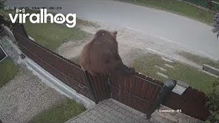 Bear Climbs Over Fence || ViralHog