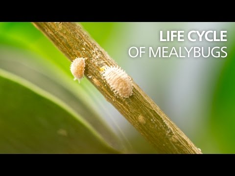 Life cycle of mealybugs