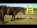 The Animal Alphabet Song Learn Your Letters