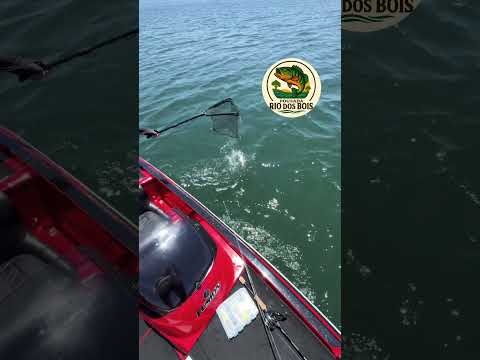 Pousada Rio dos bois #mercury #megabass #bassboat #pescaesportiva #bassfishing #pousadas