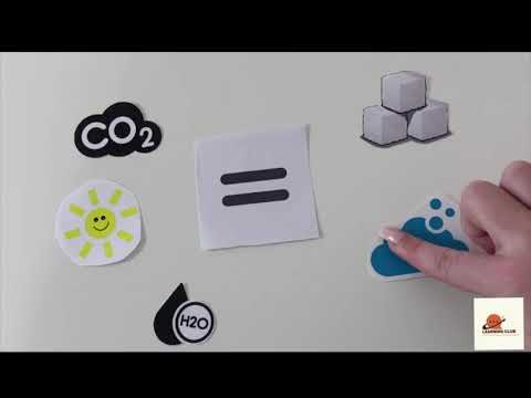 Wie funktioniert Photosynthese