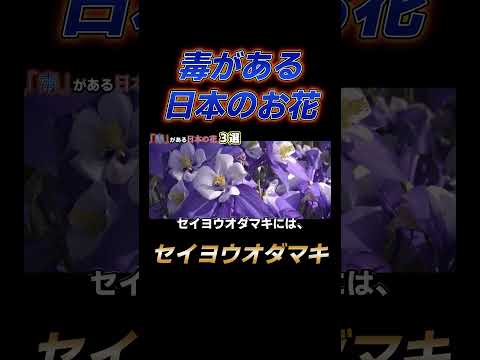 オダマキ: この美しい植物はどのくらい有毒ですか? 植物