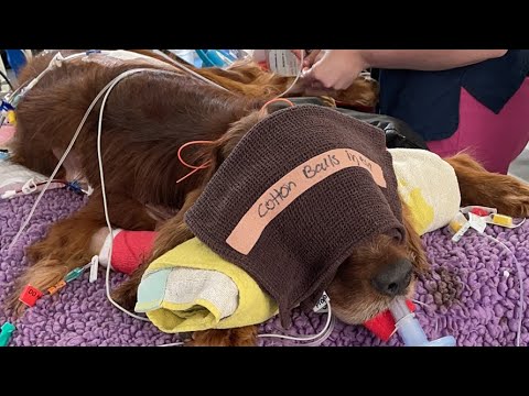 GDV in Dogs: Symptoms, Survival Time & Emergency Care