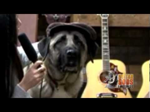 Dr.Jim  with Dog.Jim,James Cargill  and Jasmine - Guitar Gods and Masterpieces