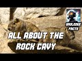 Discovering The Rock Cavy A Unique And Endemic Species Of Brazil Broledgefacts