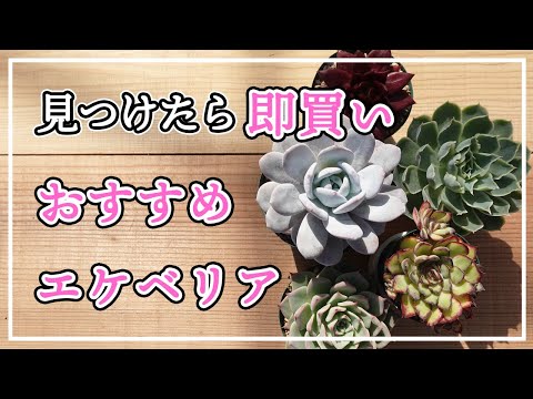 エケベリア 植物