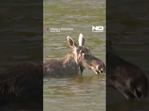 Moose makes surprise visit to Vilnius city centre #shorts #nocomment #animals