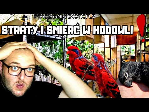 #19 Cannibalism, infanticide and failure in lorikeets, or what breeding is really like.