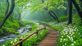 You’ll Feel Better After Listen This Music 🍀 Deep Emotional Healing and Gentle Stress Relief