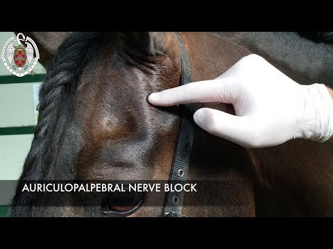 Prostata-Behandlung Naberezhnye Chelny Schmerzsymptome von Prostatitis