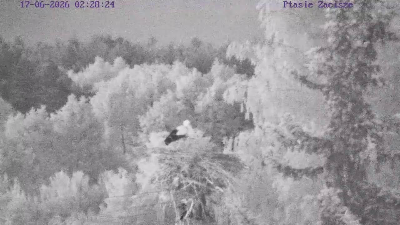 Live webcam view of Osti & Lenka White Stork Nest