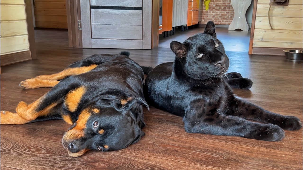 Venechka was taken to the doctor; we are sharing the results (ENG SUB)