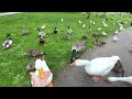 Hand Feeding Ducks And Petting A Goose CUTE