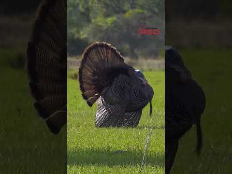 Turkey Hunting A Giant Hooked Florida Gobbler, Season Is Coming FAST! #shorts #hunting #nature